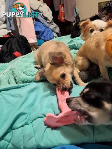 purebreed   chihuahua pups