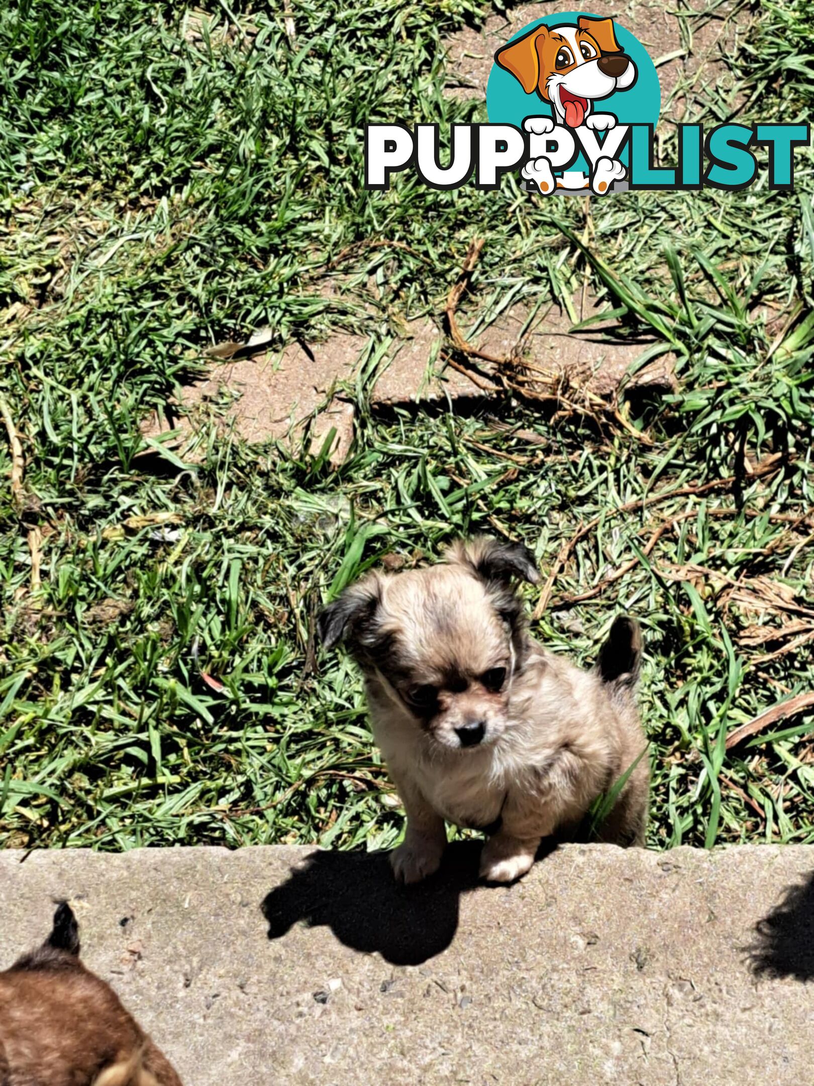 purebreed   chihuahua pups