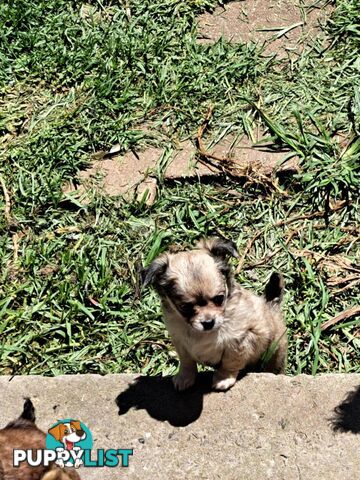 purebreed   chihuahua pups