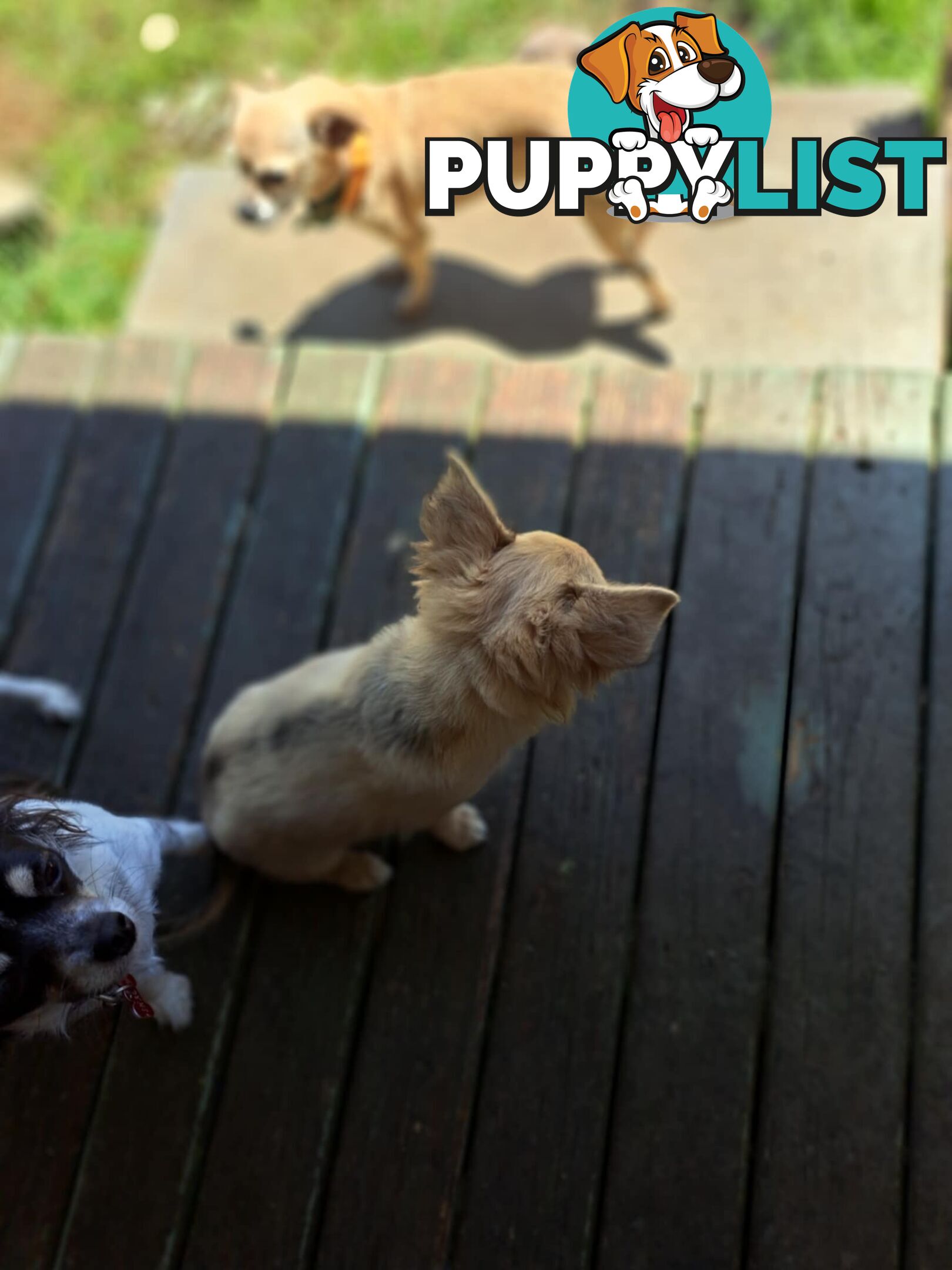 purebreed   chihuahua pups