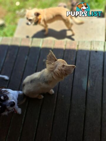 purebreed   chihuahua pups