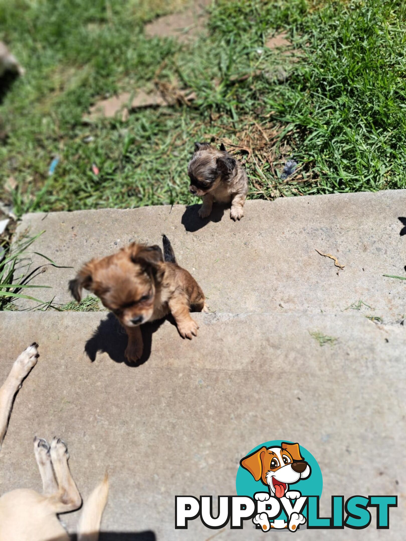 purebreed   chihuahua pups