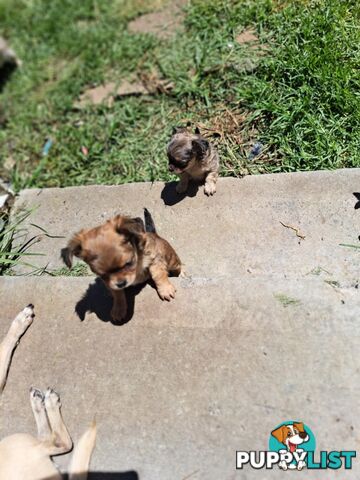 purebreed   chihuahua pups