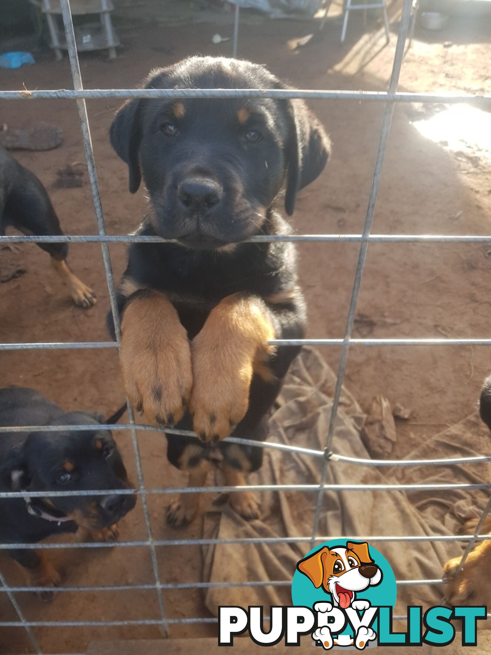 Purebred Rottweiler puppies for sale - available now