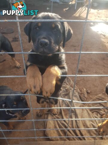Purebred Rottweiler puppies for sale - available now