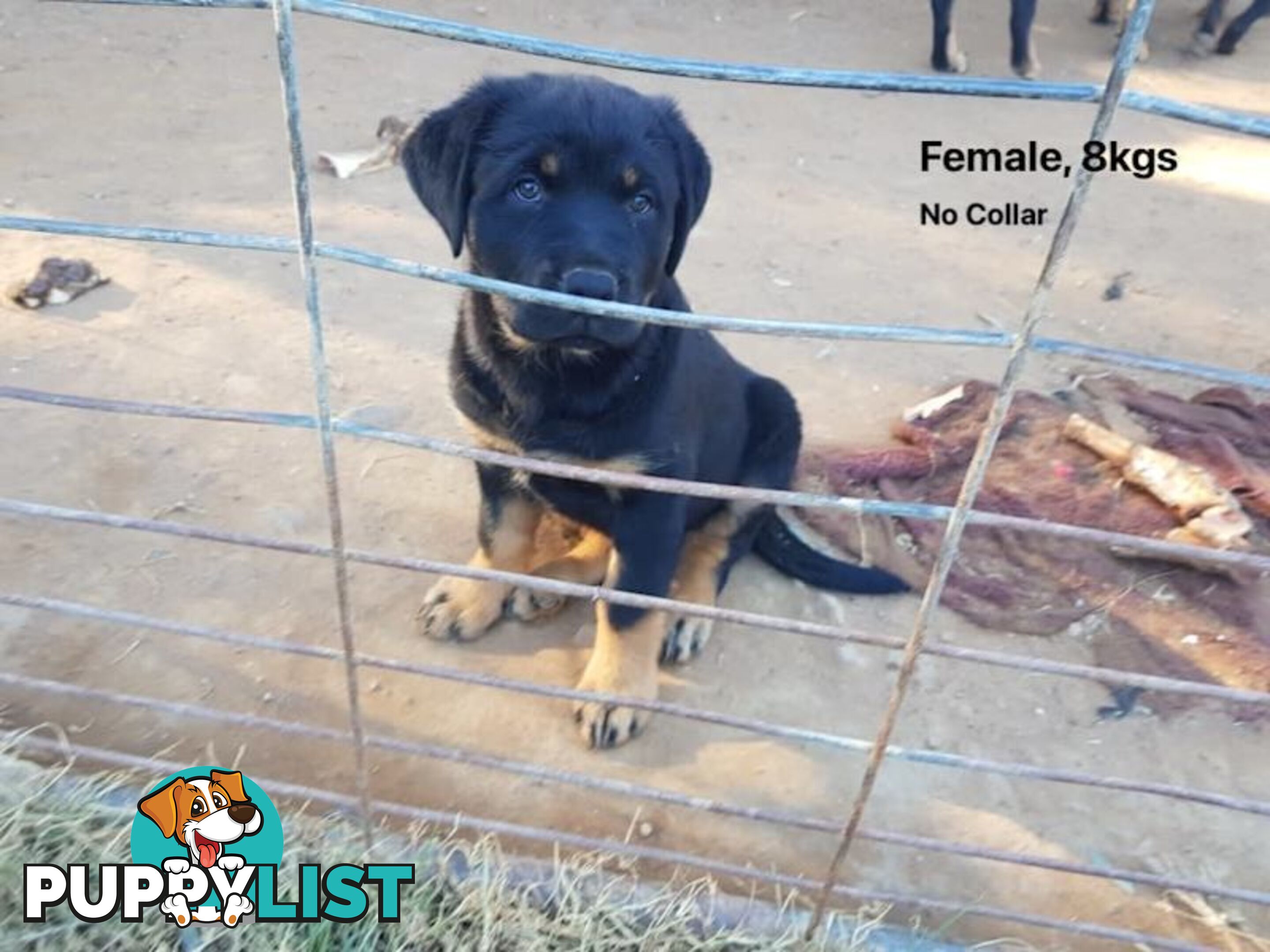 Purebred Rottweiler puppies for sale - available now