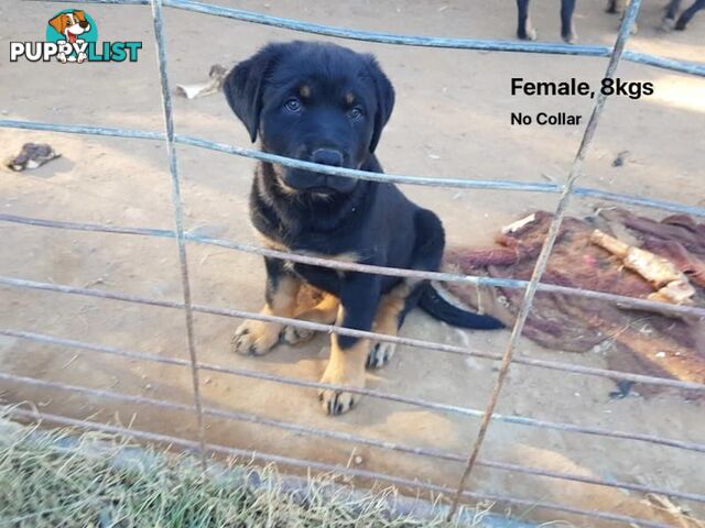 Purebred Rottweiler puppies for sale - available now