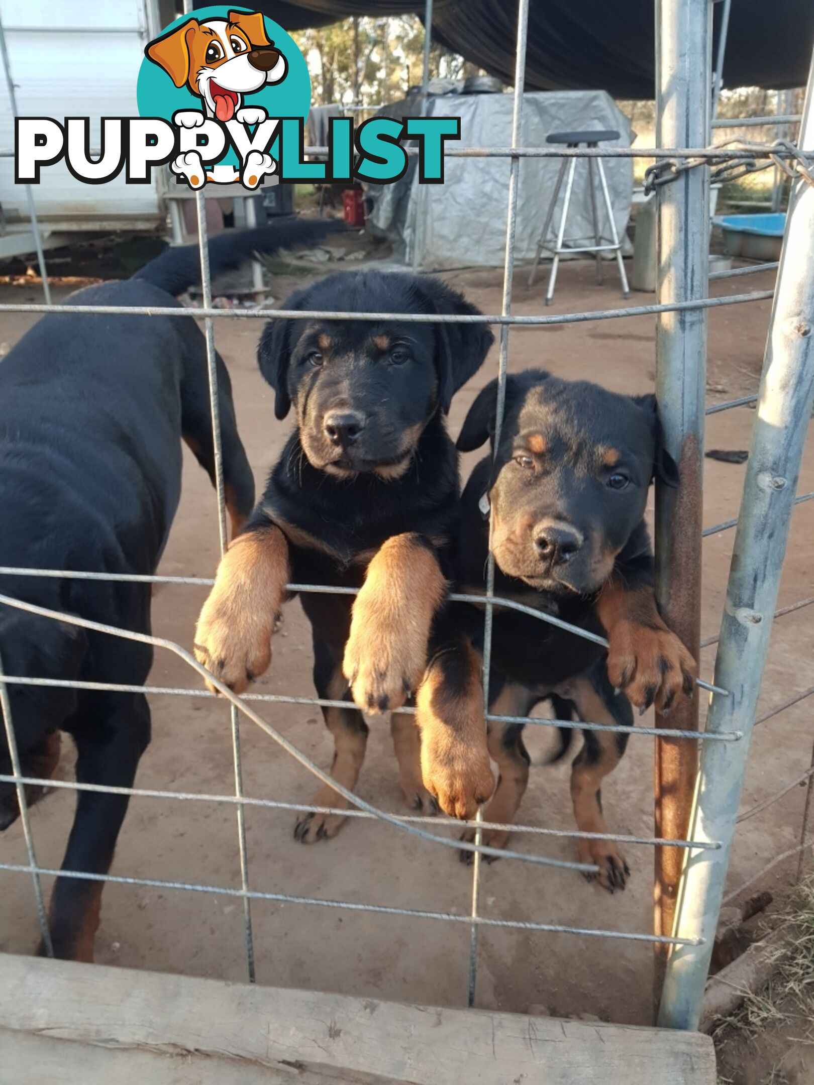Purebred Rottweiler puppies for sale - available now
