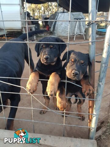Purebred Rottweiler puppies for sale - available now