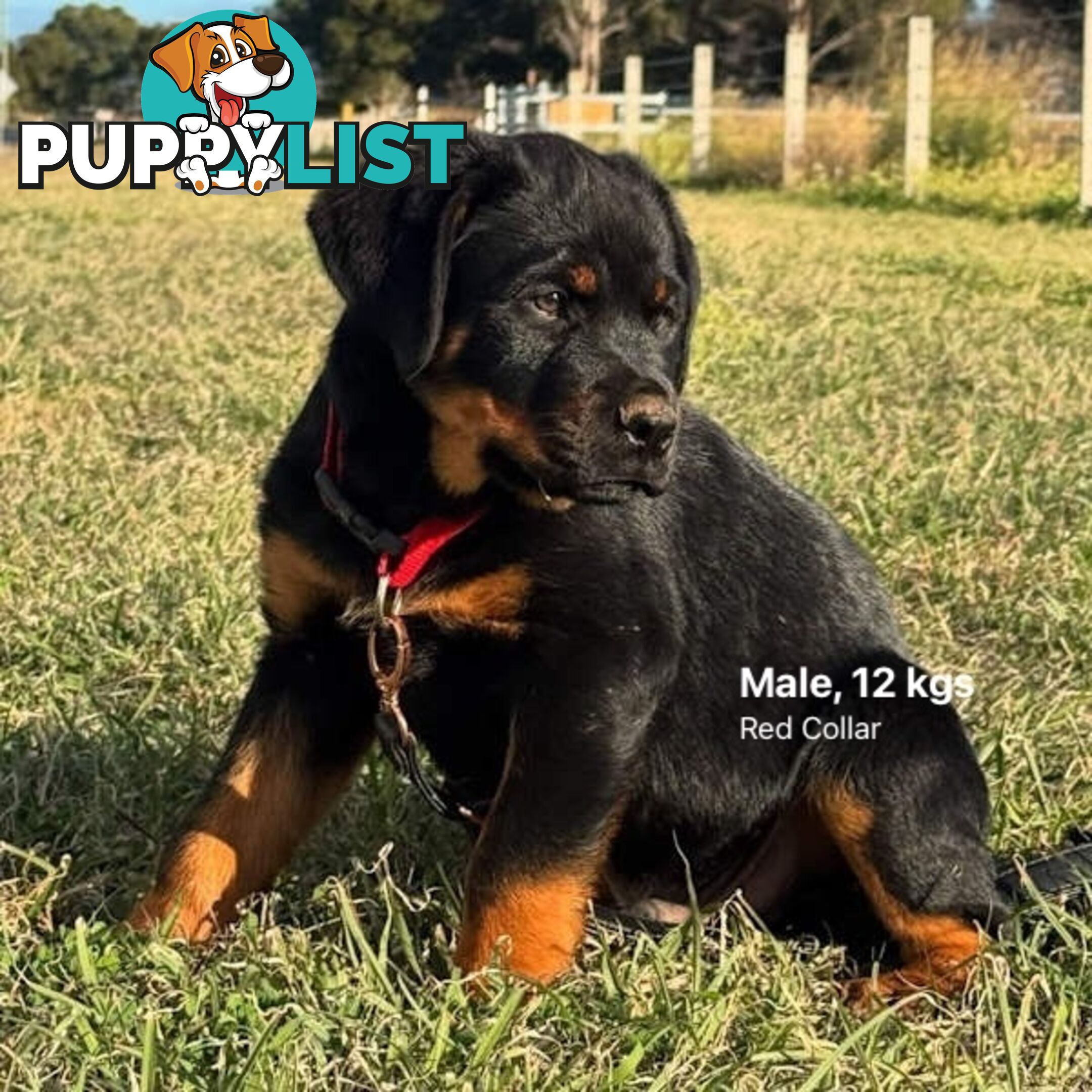Purebred Rottweiler puppies for sale - available now