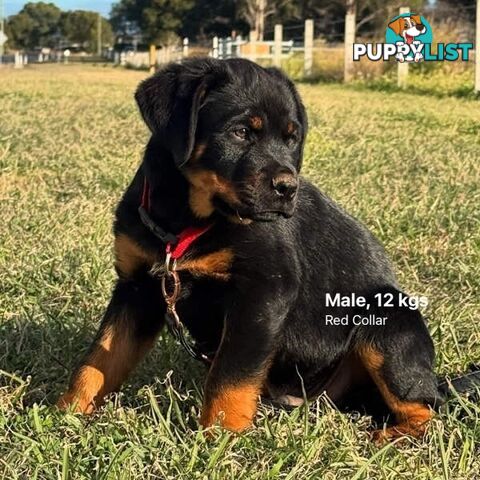 Purebred Rottweiler puppies for sale - available now