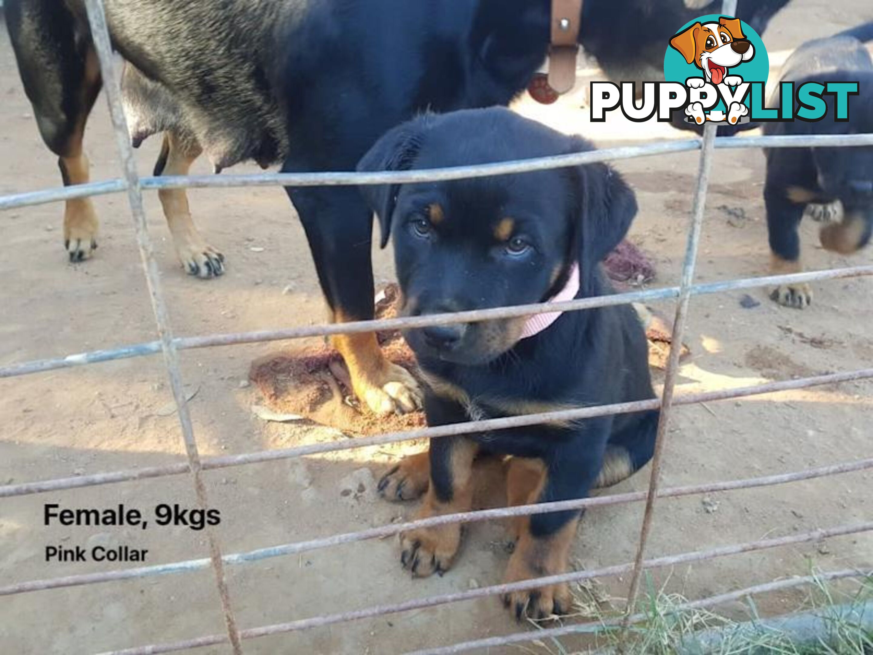 Purebred Rottweiler puppies for sale - available now