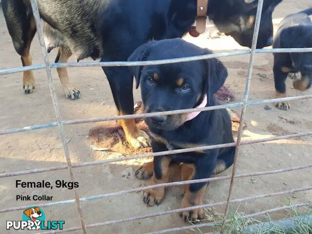 Purebred Rottweiler puppies for sale - available now