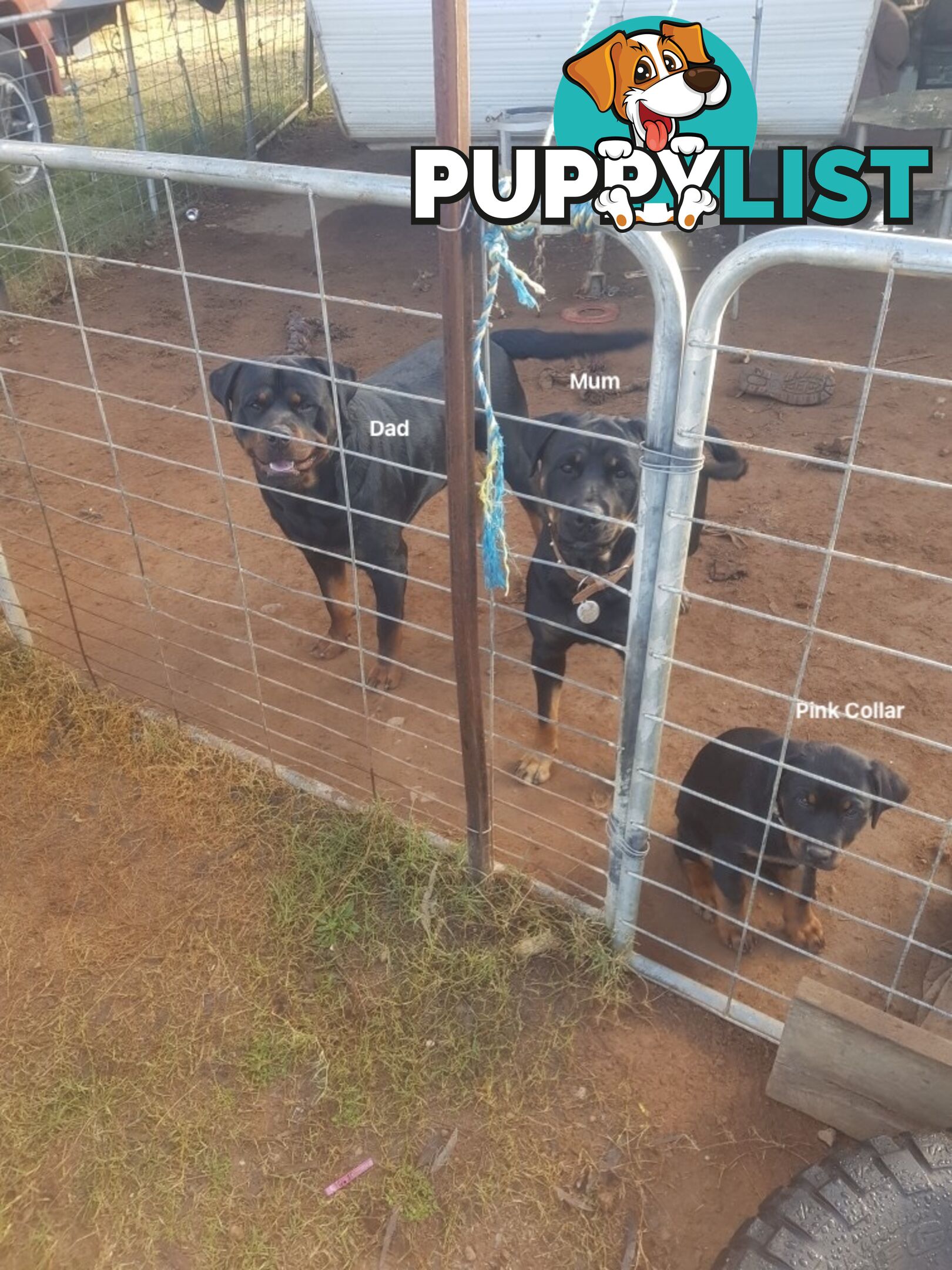 Purebred Rottweiler puppies for sale - available now