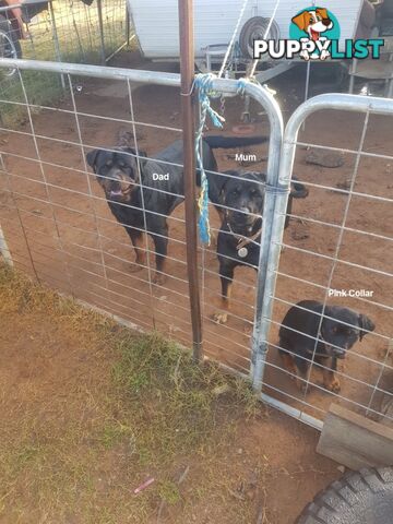 Purebred Rottweiler puppies for sale - available now