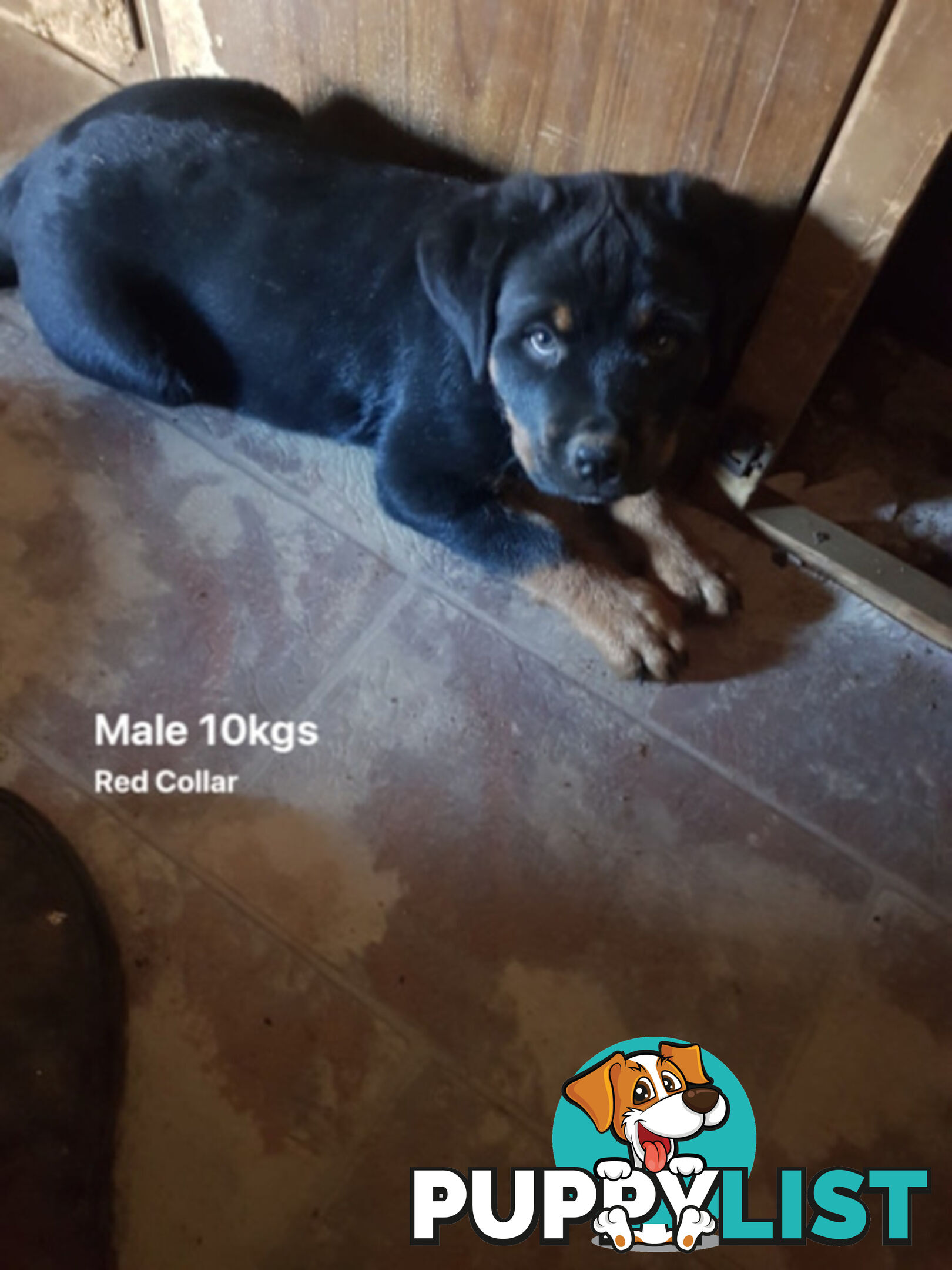 Purebred Rottweiler puppies for sale - available now