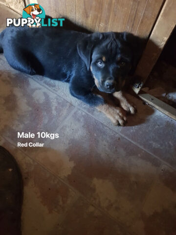 Purebred Rottweiler puppies for sale - available now