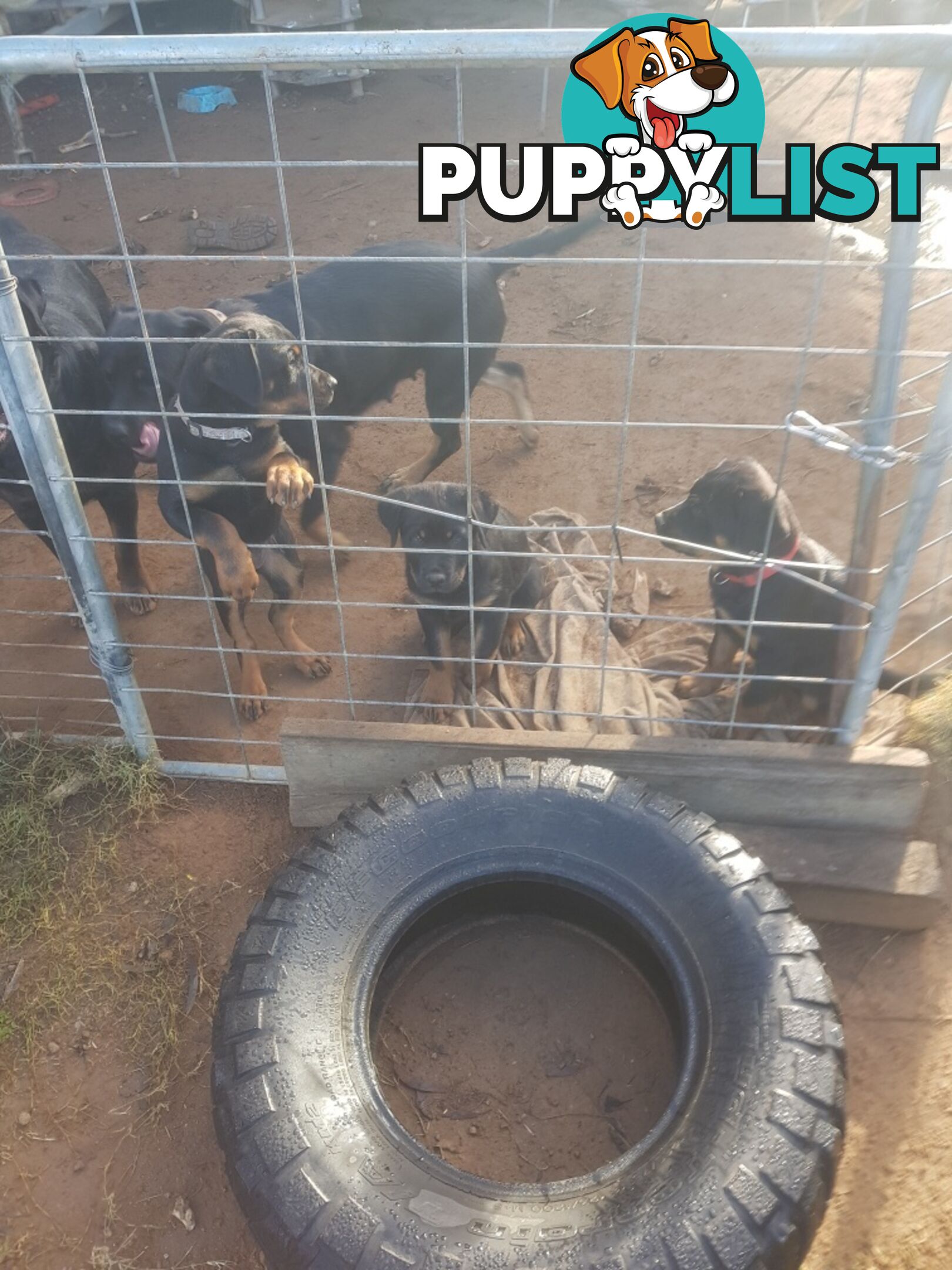 Purebred Rottweiler puppies for sale - available now