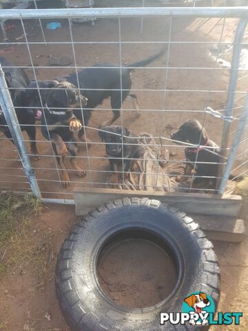 Purebred Rottweiler puppies for sale - available now