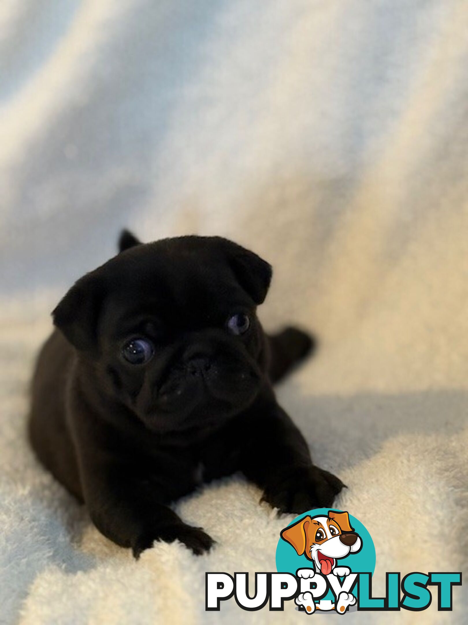 Purebred Pug Puppies