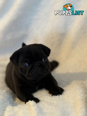 Purebred Pug Puppies