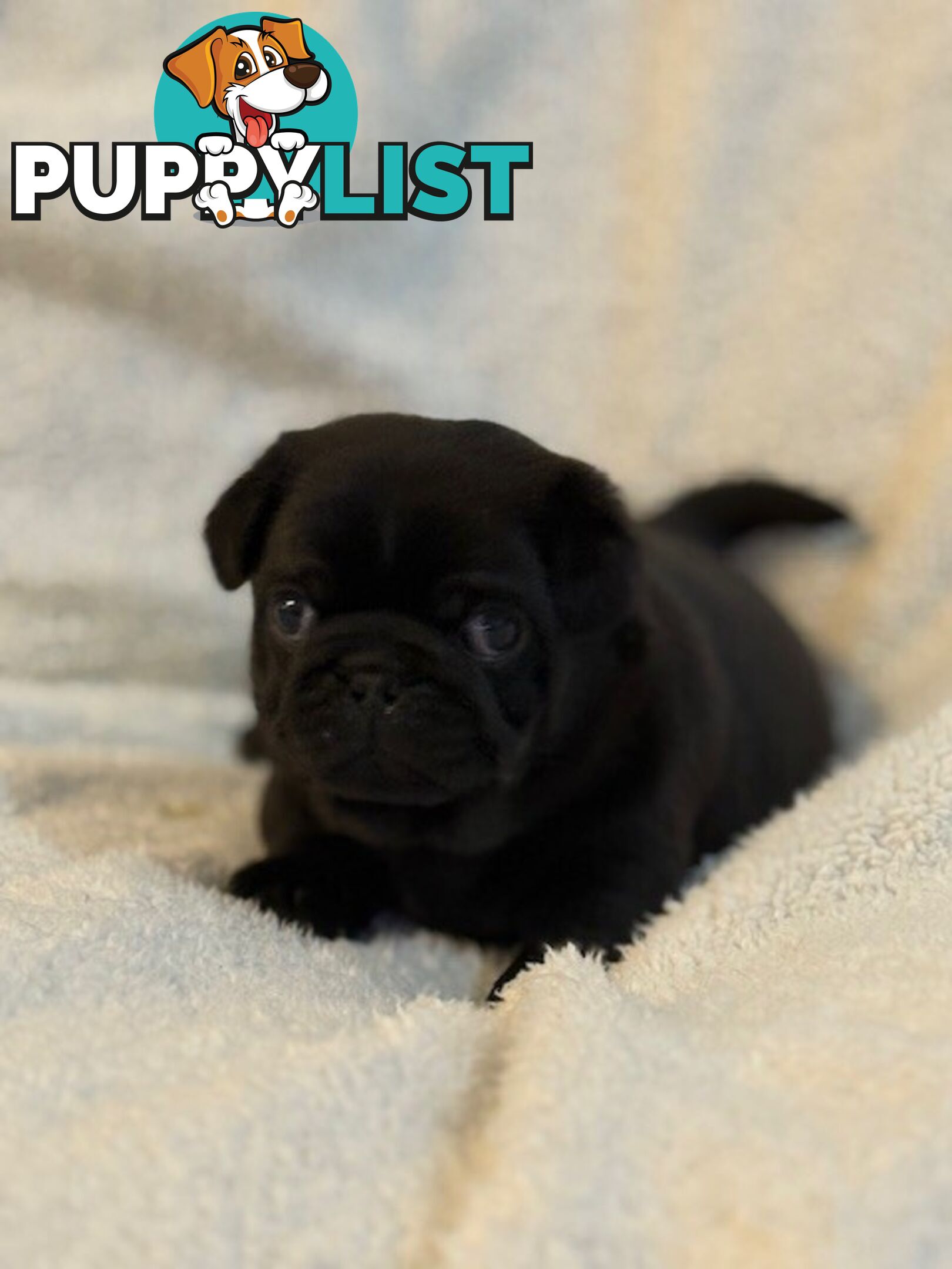 Purebred Pug Puppies