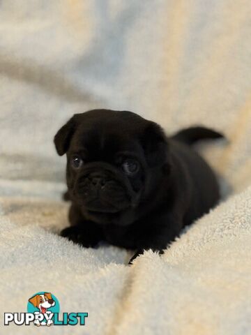 Purebred Pug Puppies