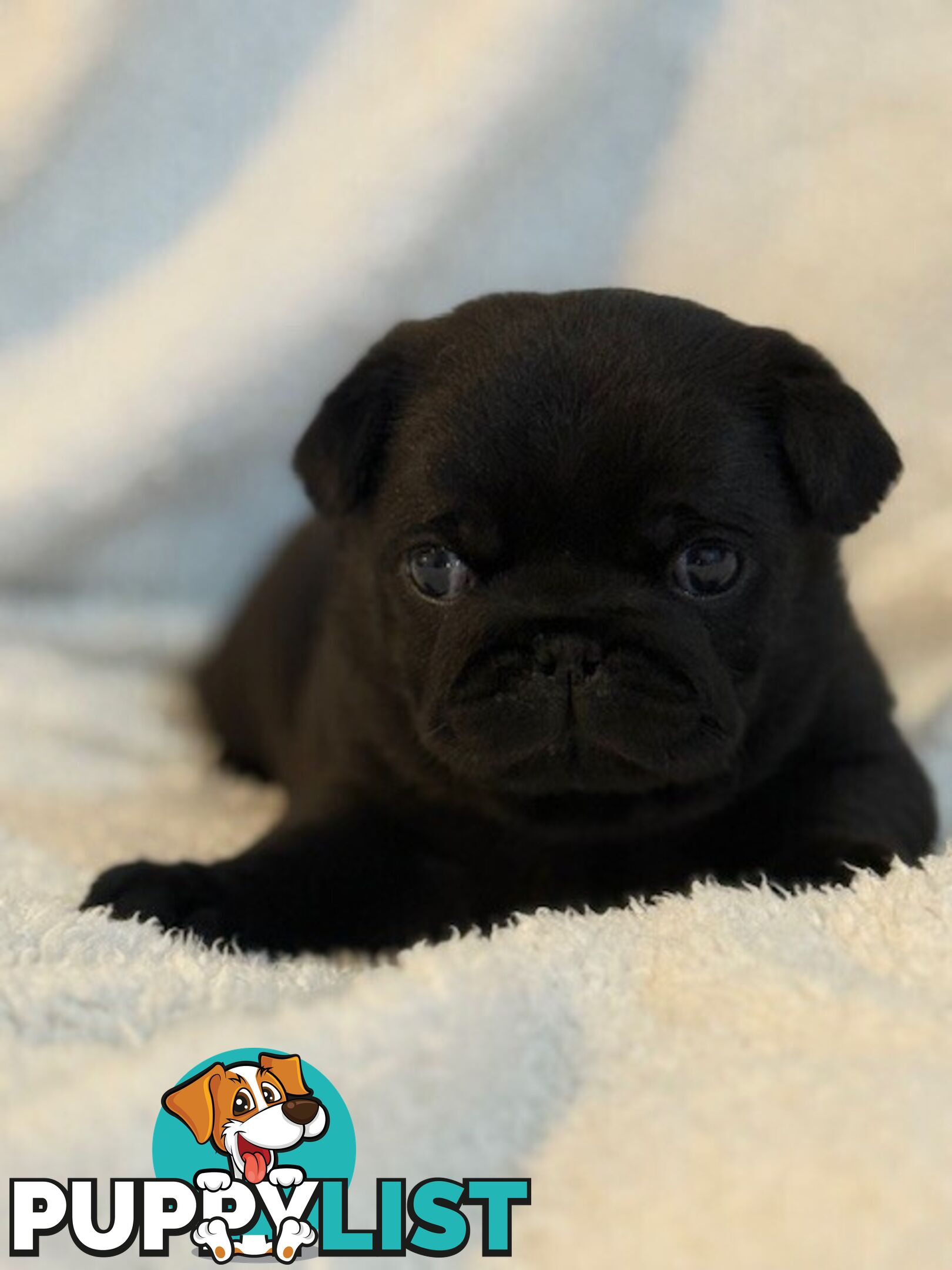 Purebred Pug Puppies