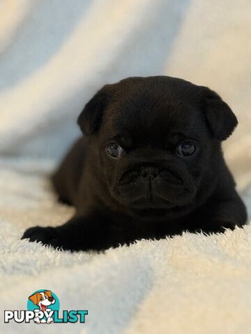 Purebred Pug Puppies