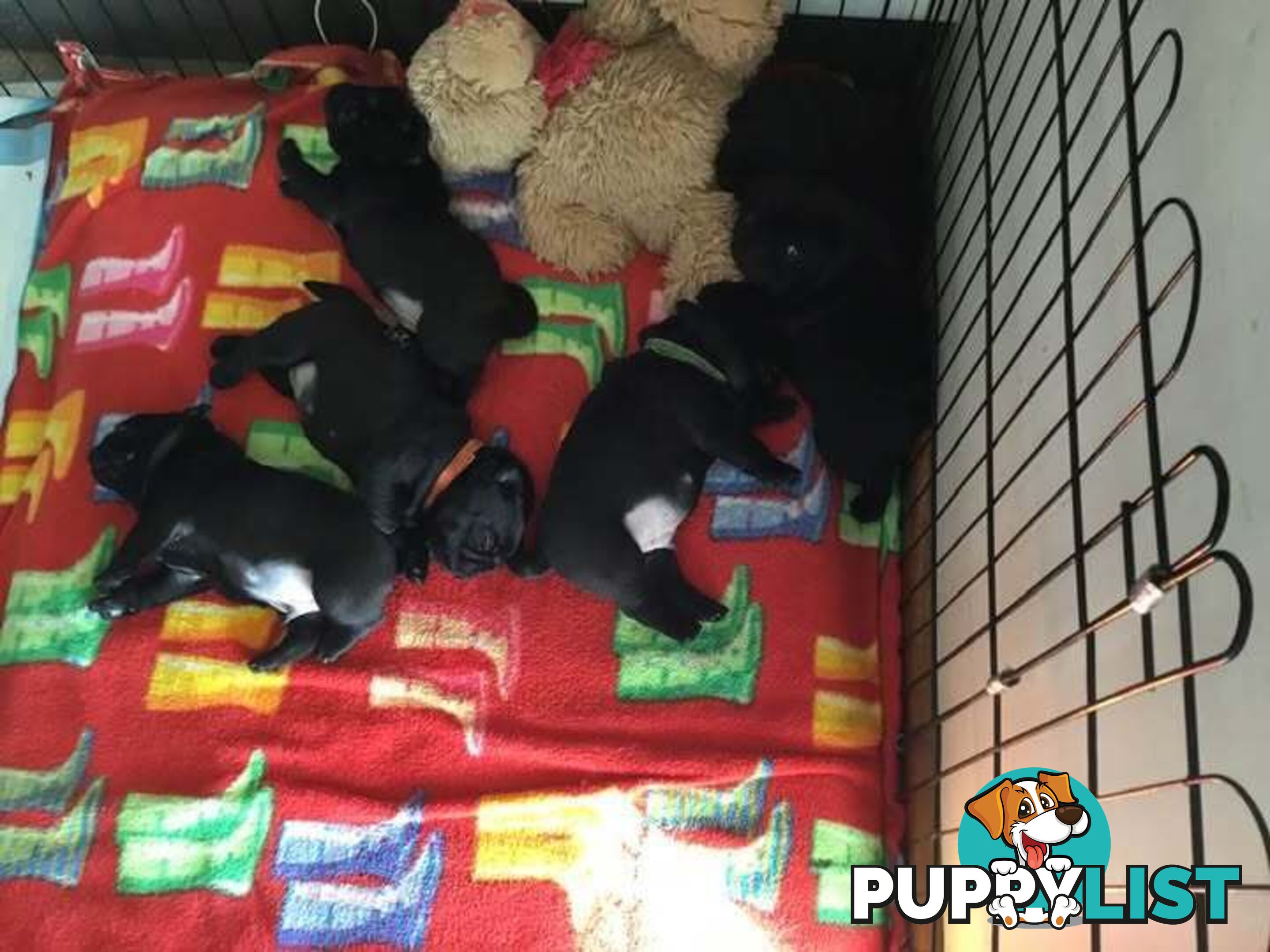 Purebred Pug Puppies