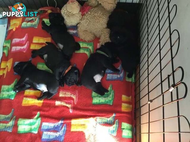 Purebred Pug Puppies