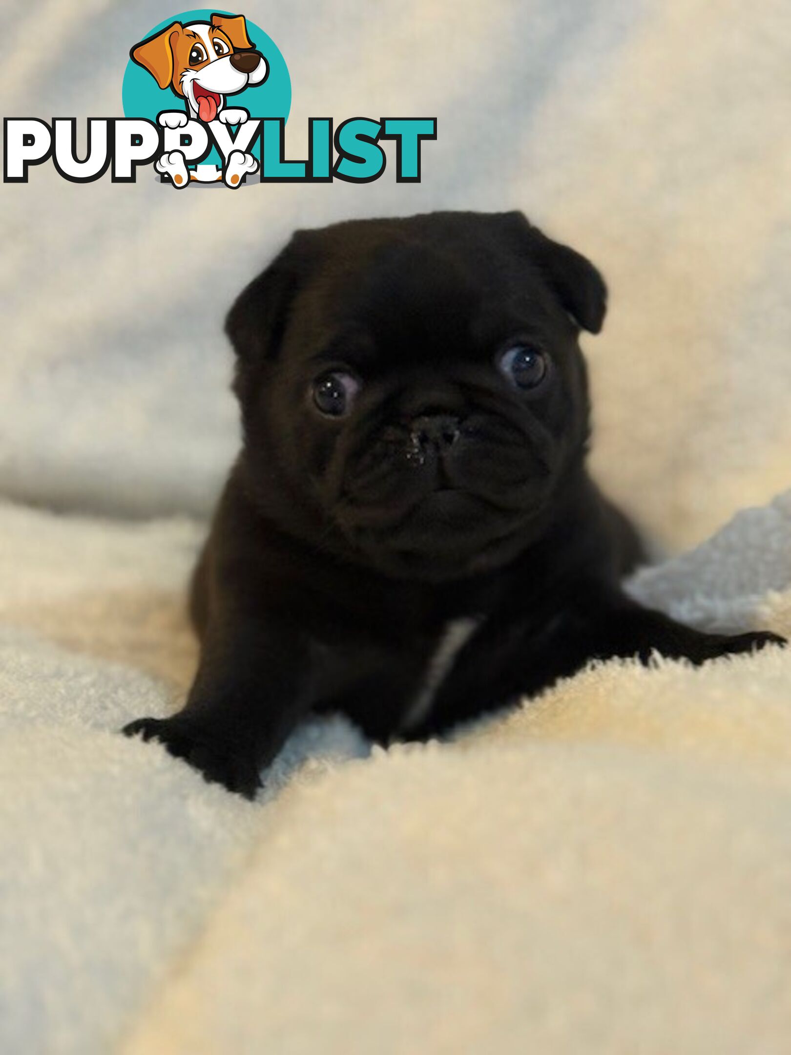 Purebred Pug Puppies