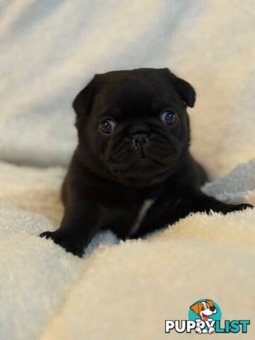 Purebred Pug Puppies