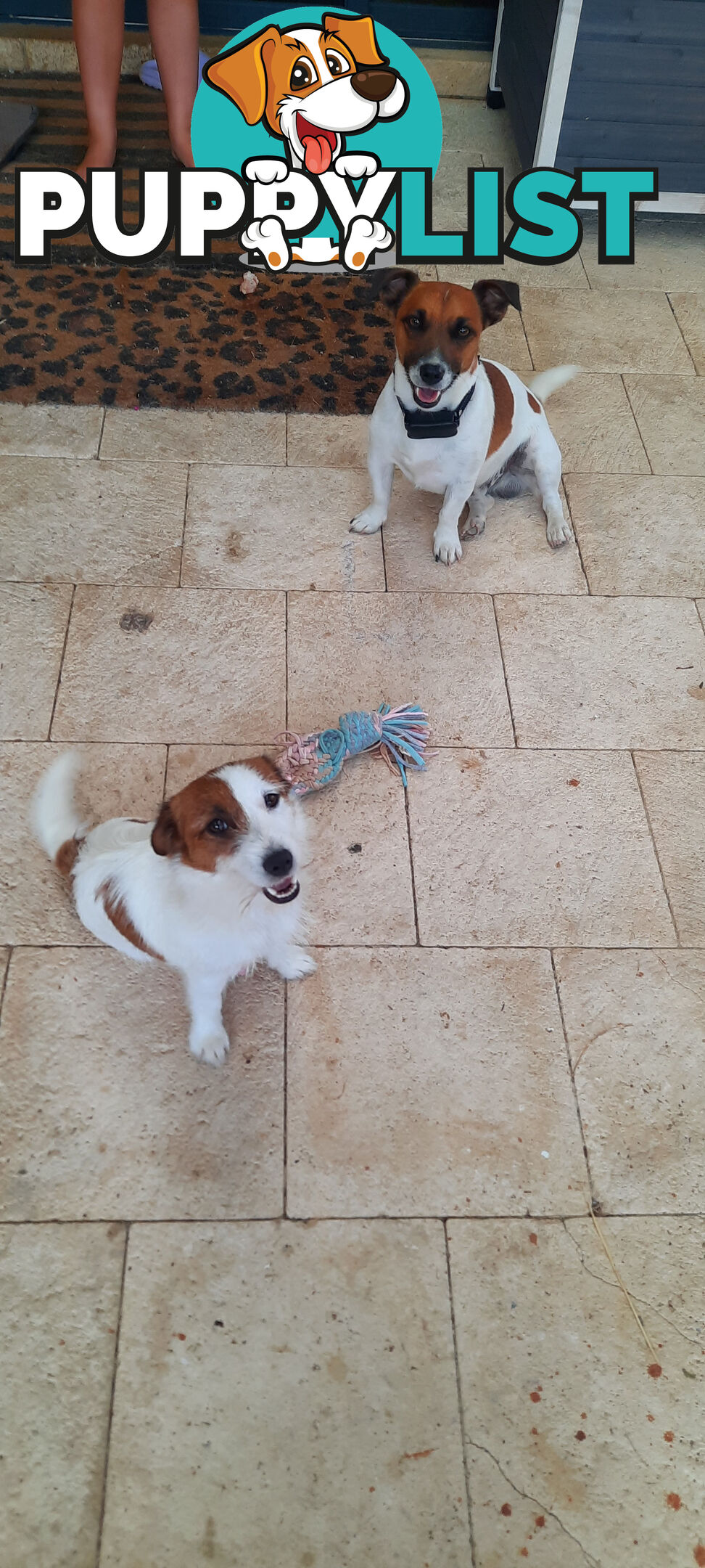 1 male Jack Russell left