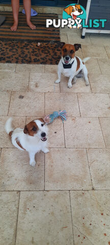 1 male Jack Russell left