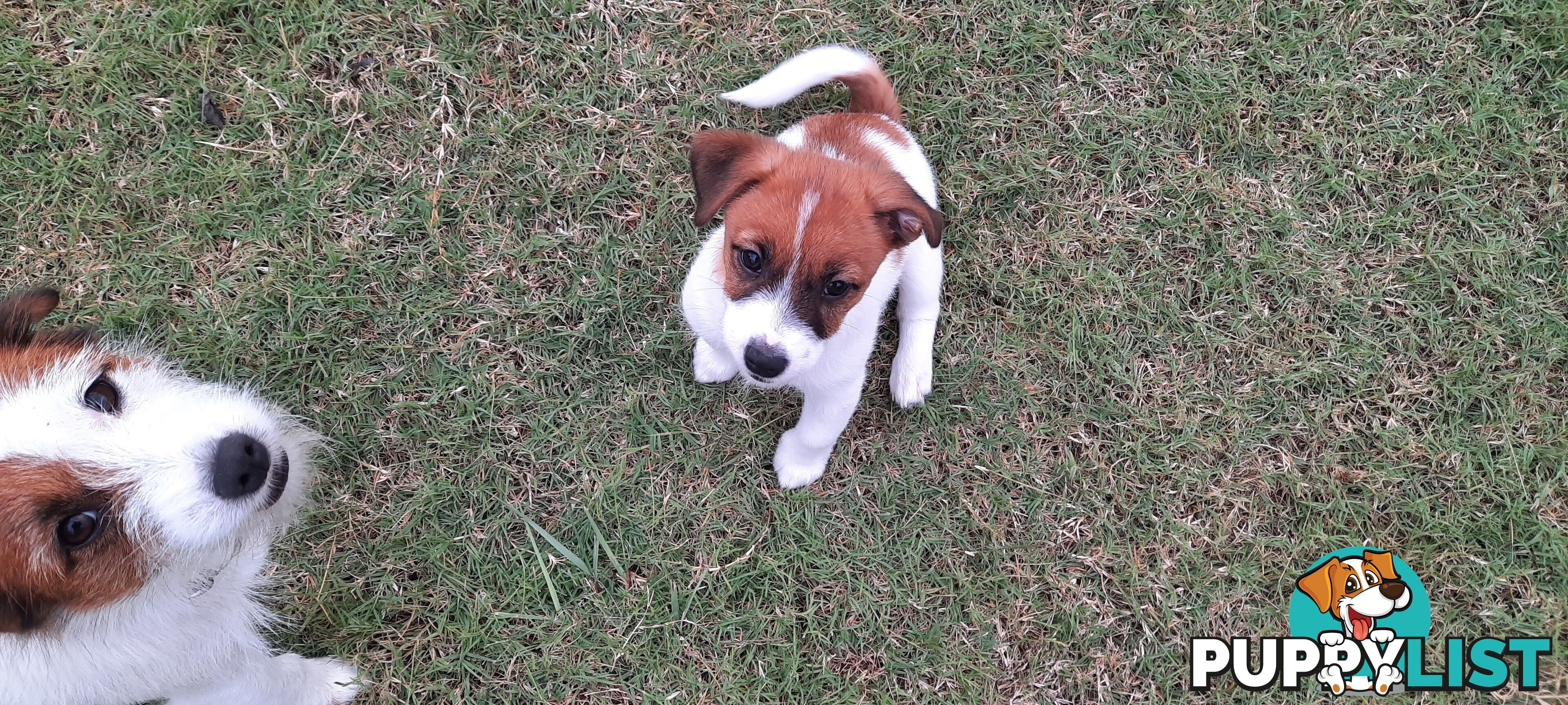 1 male Jack Russell left