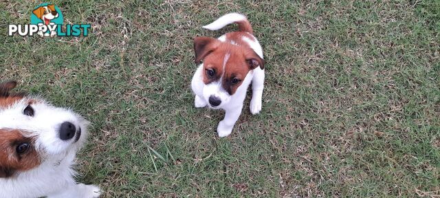 1 male Jack Russell left