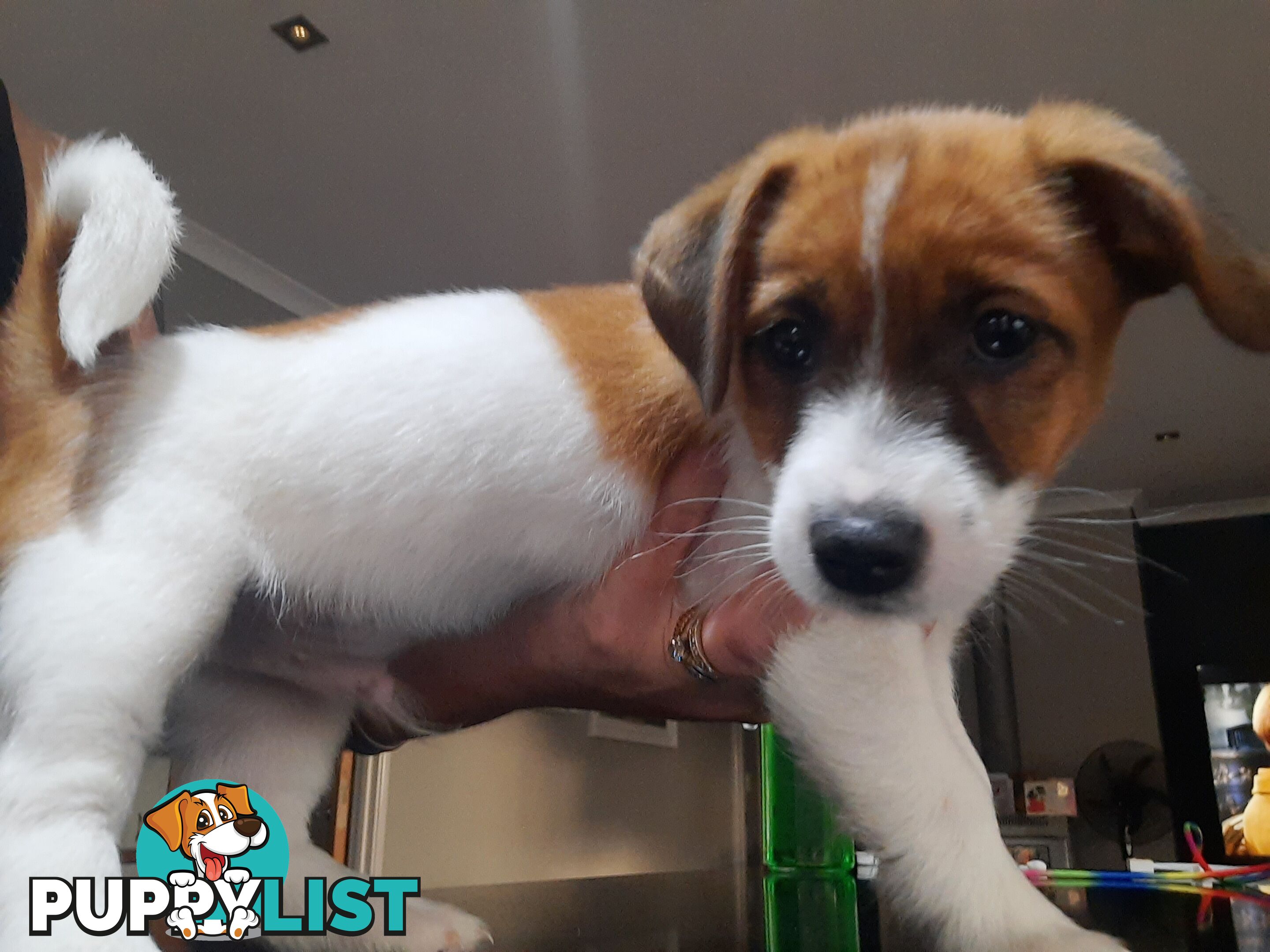 1 male Jack Russell left