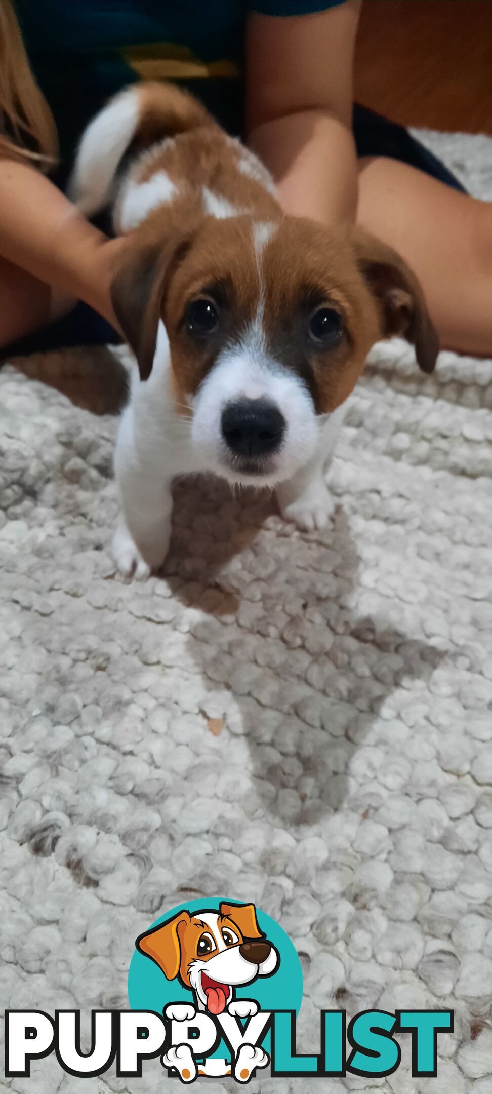 1 male Jack Russell left