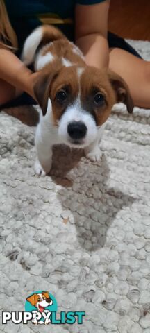 1 male Jack Russell left