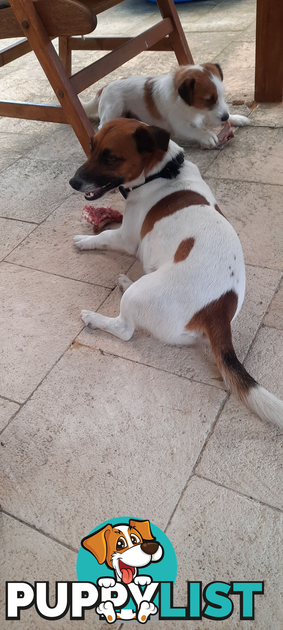 1 male Jack Russell left