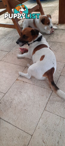 1 male Jack Russell left