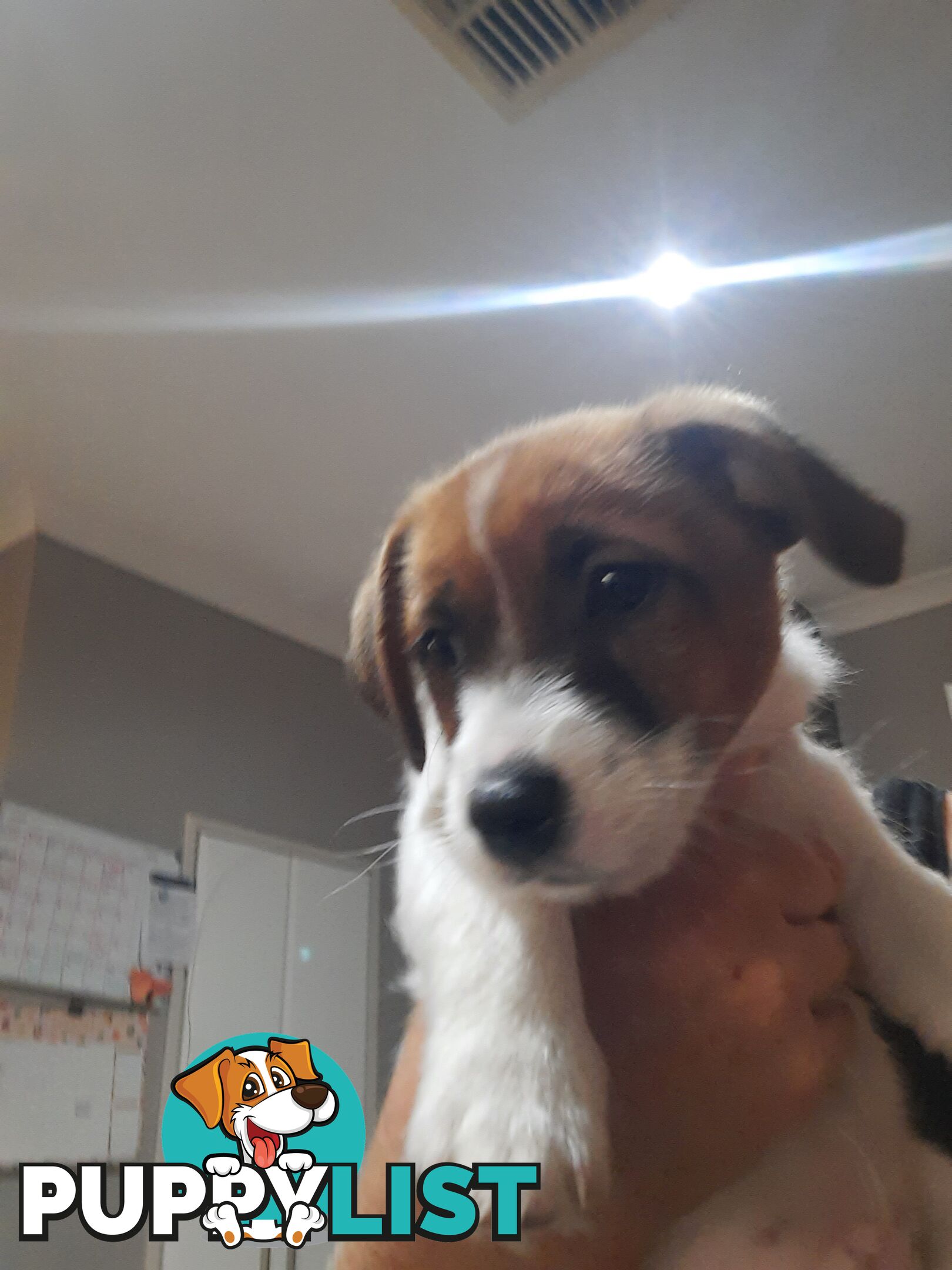 1 male Jack Russell left