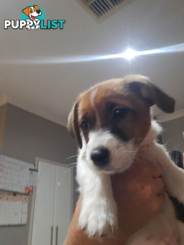 1 male Jack Russell left