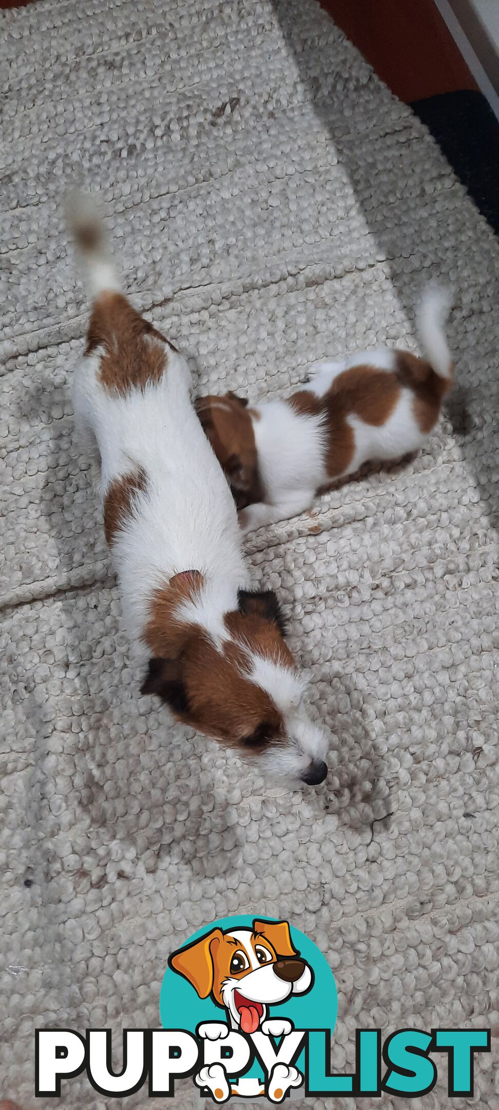 1 male Jack Russell left