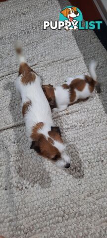 1 male Jack Russell left