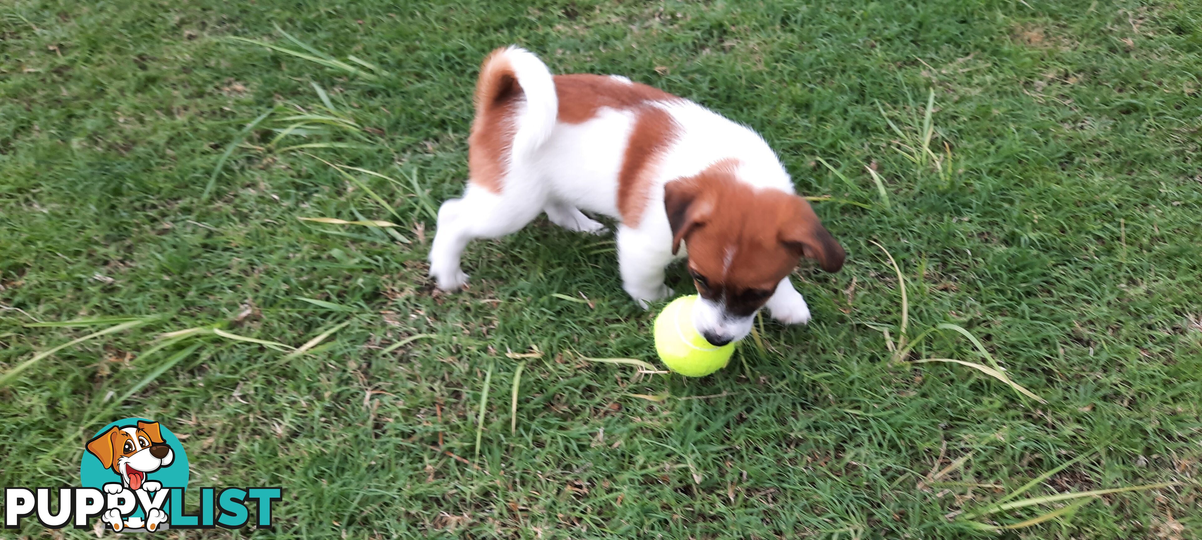 1 male Jack Russell left