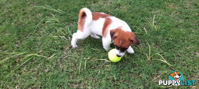 1 male Jack Russell left