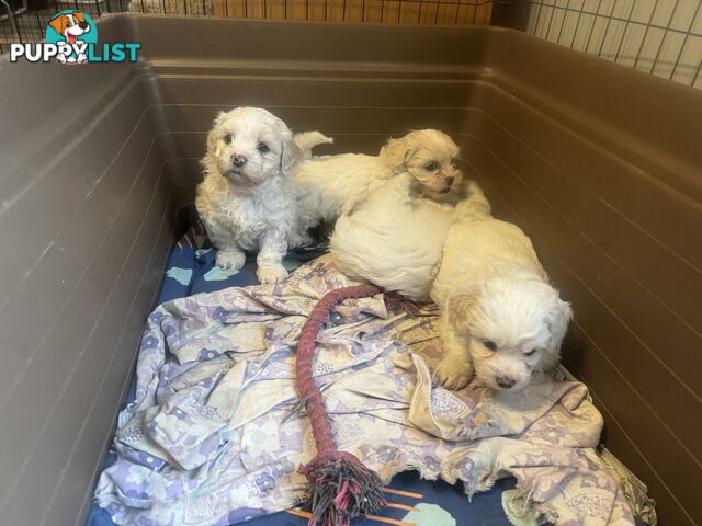 Maltese Shih Tzu Puppies