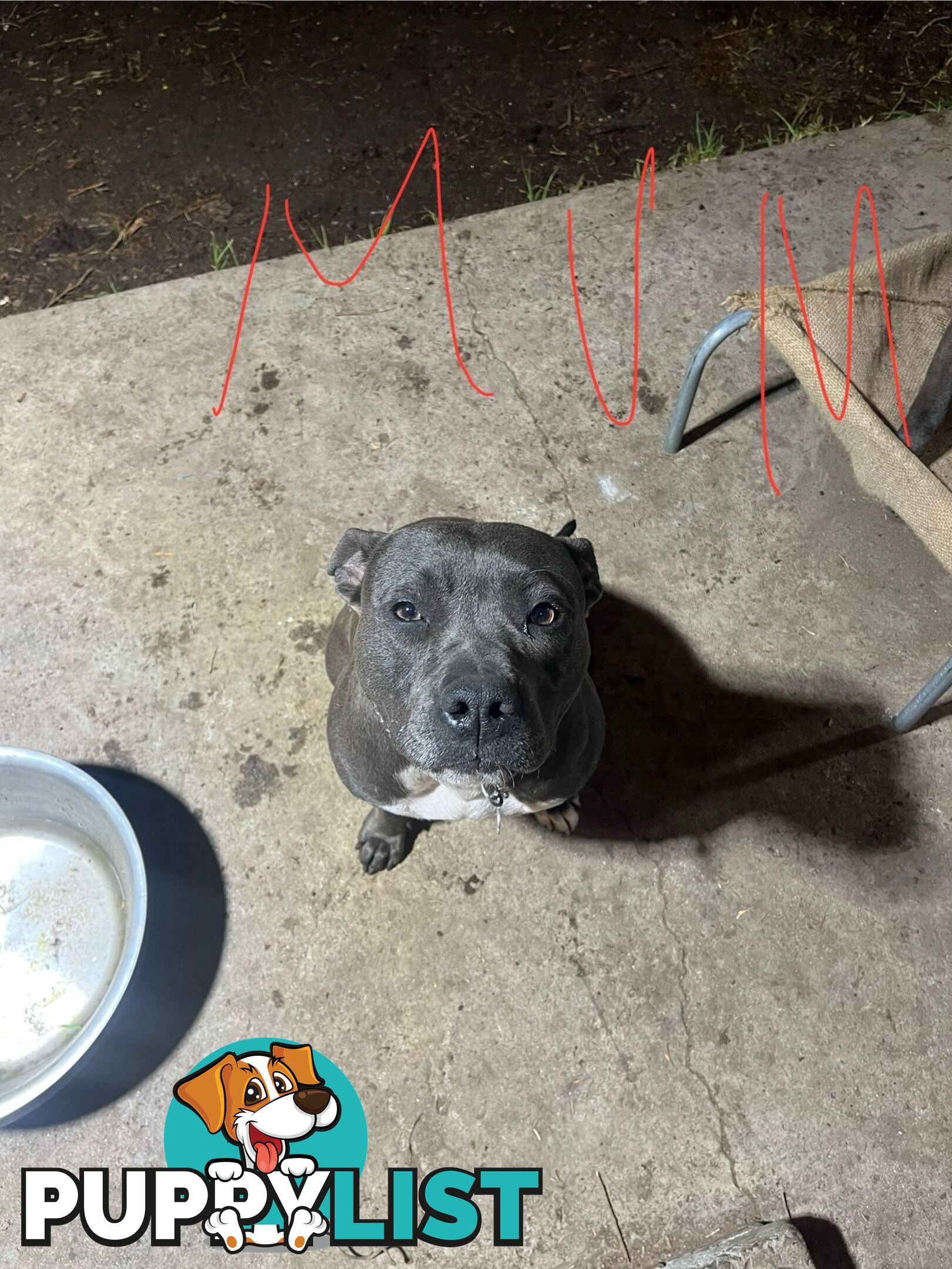 Cute puppies